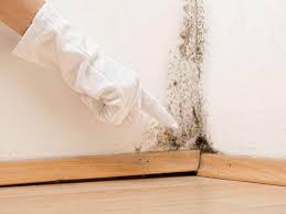 Best Mold Prevention Services  in Brazil, IN